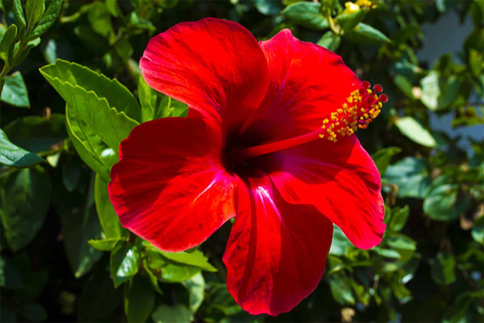 All about Hibiscus (गुड़हल) Health Benefits and Hormonal Balance - Food  Fitness & Fun